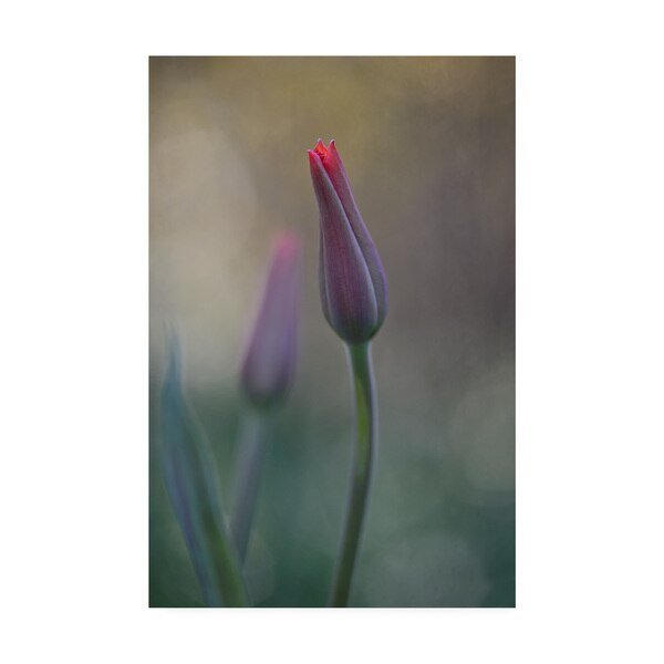 Lotte Gronkjar 'Pink Flowers In The Fog' Canvas Art, 16x24, Trademark Fine Art, Mfr#: 1X08489-C1624GG